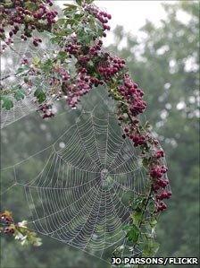 Hawthorn berries laced with cobwebs - from BBC Autumnwatch's Flickr group