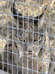 Iberian lynx