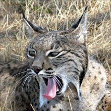 Iberian lynx