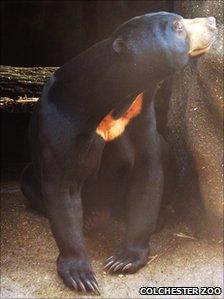 Sun bear at Colchester Zoo