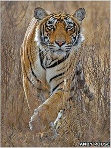 Andy Rouse's award-winning tigress photograph