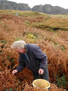 Eddie Scott harvesting bluebell seeds