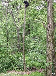 Jack the cat traps black bear up a tree in New Jersey in 2006