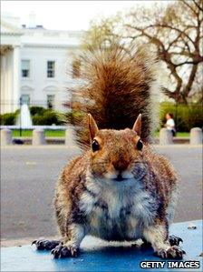 Squirrel in front of the White House