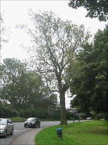 Ash tree next to the A60