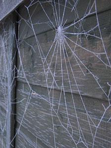 Frozen cobwebs in Inverness