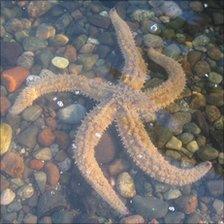 Spiny starfish