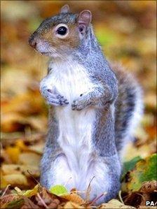 Grey squirrel