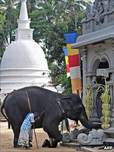 Elephant at temple