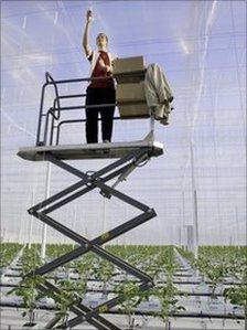 Man installing tomato plant strings at Thanet Earth