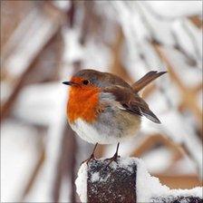 A robin on Hampstead Heath, London