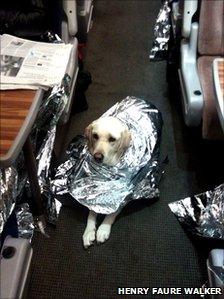 Dog on train [Pic: Henry Faure Walker]