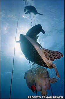 Turtles on fishing lines