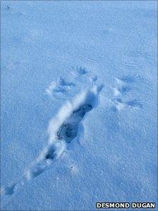 Markings left by a red grouse in snow. Pic: Desmond Dugan/RSPB