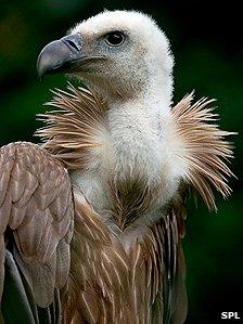 Griffon Vulture