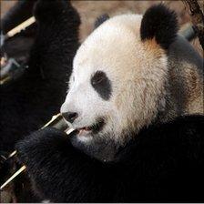 panda eating