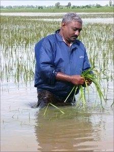 Ahmed Lebbe, a farmer, wades through paddy crops in flood-hit Sri Lanka, January 2011