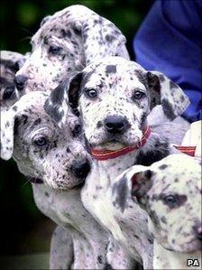 Great Dane puppies