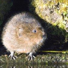 Water vole