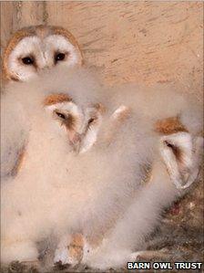 Barn Owl chicks