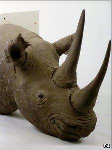 The stolen stuffed rhino head stolen from Sworders Auctioneers