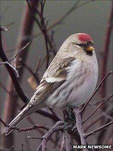 Arctic redpoll