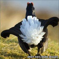 Black grouse. Image: Andy Hay/RSPB Images