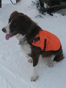 Glenshee ski patrol dog, Bode. Pic: SAIS