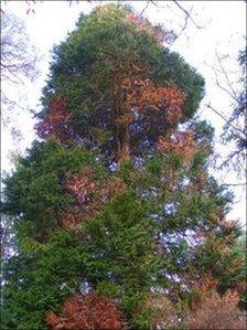 A cypress tree infected with Phytophthora lateralis