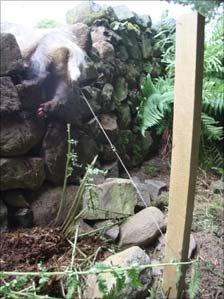 This badger was found alive in a snare on a shooting estate in the Borders