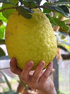 Giant lemon at Wiltshire College, Lackham