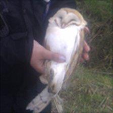 PCSO holding injured bird