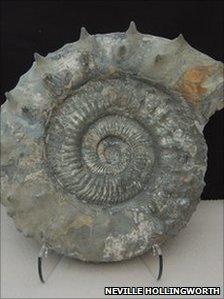 Rieneckia ammonite