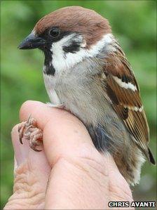 A tree sparrow. Copyright of Chris Avanti.