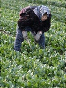 Spinach field in Moriya, Ibaraki prefecture, north of Tokyo