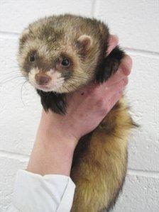 Mickey the ferret