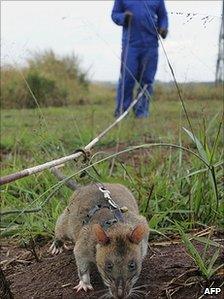 Rat searching for landmines