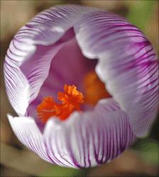 Crocus