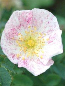 Burnet rose