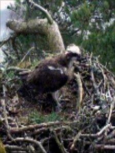 Loch of the Lowes Osprey