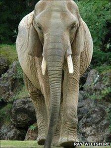 Duchess the African elephant