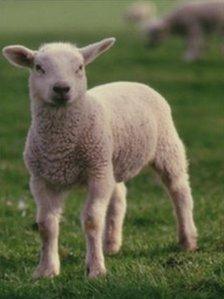 A lamb