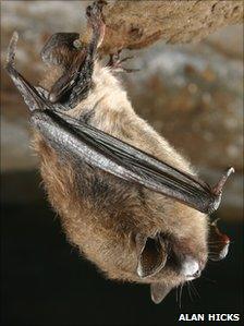 Bat with white nose syndrome