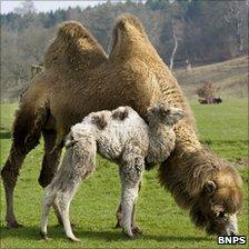 Mother camel Bhali with calf Lemmy