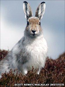 Mountain hare (Pic: Scott Newey/Macaulay Institute)