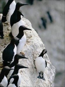 Guillemots