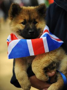 Rogue the Eurasier puppy