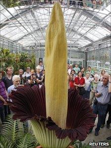 A Titan Arum blooms at Basel"s Botanical Garden