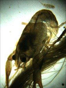 A white clawed crayfish, picture taken using a microscope