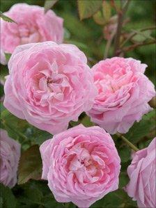 The Queen Anne Rose